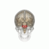 馬斯克腦機(jī)融合系統(tǒng)Neuralink