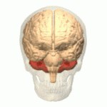 馬斯克腦機(jī)融合系統(tǒng)Neuralink
