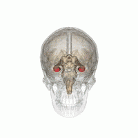 馬斯克腦機(jī)融合系統(tǒng)Neuralink